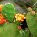 Seme voća: Indijska Smokva (Jestivi Kaktus)-Dekorativna,Vrlo slatka,i ukusna.., slika1